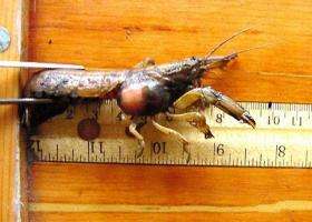 This photo shows a mud shrimp infested with the parasitic isopod
