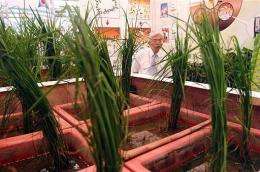 This photos shows rice growing from bio-engineered soil aimed at enhancing its productivity at a trade show in July 2009