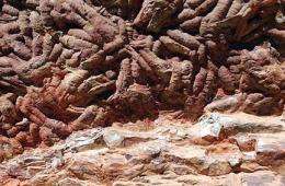 This undated picture released by the Spanish National Research Council (CSIC) shows fossilised tracks of the giant worm