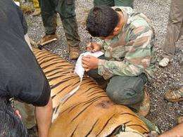 Tiger rescue highlights poaching threat in Malaysia
