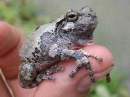Timber harvest impacts amphibians differently during life stages