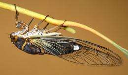 Tiny Bacteria Secret to Cicada's Success