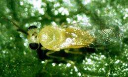 Tiny UK parasitoid wasp discovered