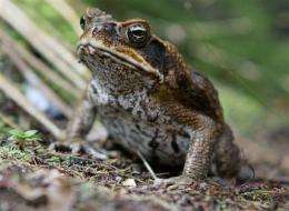 Toxic toads targeted in Australia's 'Toad Day Out' (AP)