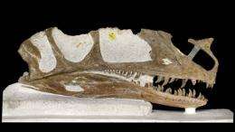 T.rex's oldest ancestor identified