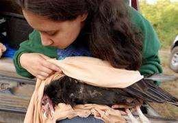 Tribal effort to fix broken world hinges on condor (AP)