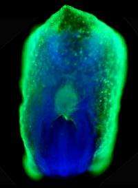Trio of signals converge to induce liver and pancreas cell development in the embryo