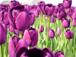 The tulip entered Europe through al-Andalus five centuries before believed