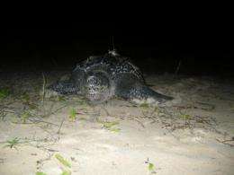 Turtles' Christmas journey tracked by scientists