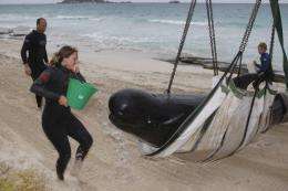 Two of the whales were already dead and the rest were in such poor condition they would need to be put down