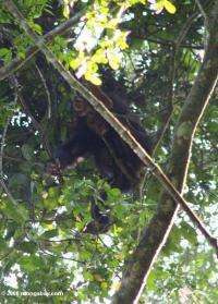 Uganda Wild Chimps 