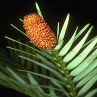 UNSW students sequence genome of the Wollemi Pine