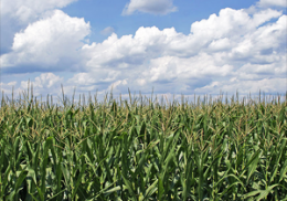 U.S. Crop Yields Could Wilt in Heat