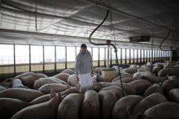 US moving closer to swine flu vaccine (AP)
