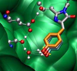 Vibrations key to efficiency of green fluorescent protein
