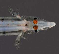 View of a Spookfish from Above