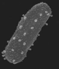 Viruses can turn harmless E. coli dangerous
