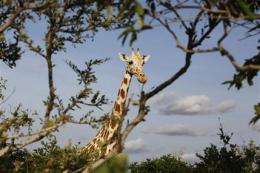 W. Africa's last giraffes make surprising comeback (AP)