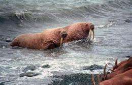 Walruses congregate on Alaska shore as ice melts (AP)