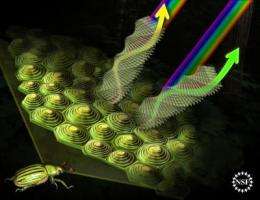 What scientists know about jewel beetle shimmer