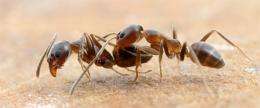 When ants attack: Researchers recreate chemicals that trigger aggression