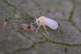 Whiteflies sabotage alarm system of plant in distress