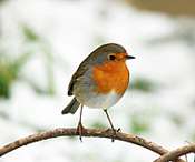 Why don't robins get fat? 