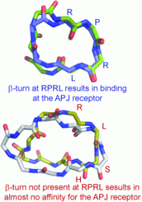 Understanding the APJ Receptor Binding Site