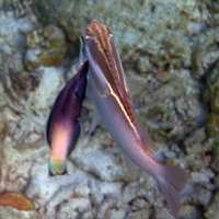Cleaner fish respond to the shadow of the future