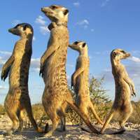 Tradition explains why some meerkats are late risers