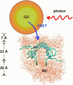 Bio meets nano: Quantum dots as light antennas for artificial photosynthetic systems