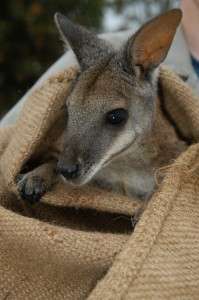 Tammar wallaby’s clever immune tricks revealed