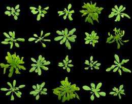 1001 Genome-Project: On the way to a complete catalog of the Arabidopsis genome