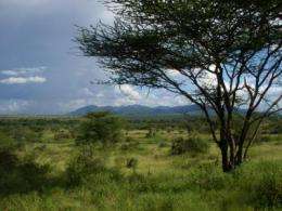 6 million years of savanna
