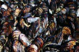 Acidifying oceans could hit California mussels, a key species
