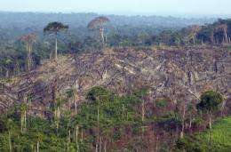Aerial view of a burnt out sector of the Jamanxim National Forest in the Amazon state of Para, nothern Brazil