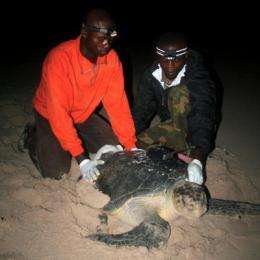 Africa's sea turtles need passports for protection