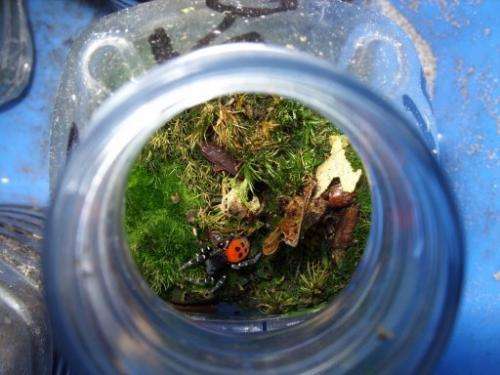 A ladybird spider in a plastic bottle ready to move house