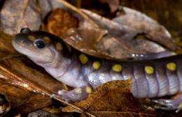 Algae that live inside the cells of salamanders are the first known vertebrate endosymbionts