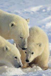 Ancestry of polar bears traced to Ireland