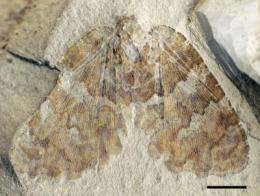 A new species of fossil silky lacewing insects that lived more than 120 million years ago