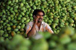 An Indian farmer talks on his cellular telephone prior to the auction of mangoes