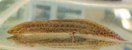 A small step for lungfish, a big step for the evolution of walking