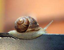 A study reveals the keys to the locomotion of snails