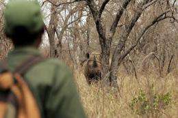A warden watches a rhinoceros in South Africa in 2004