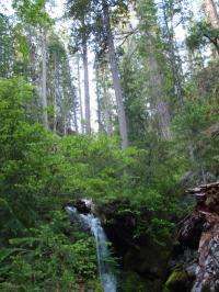 Bedrock nitrogen may help forests buffer climate change, study finds