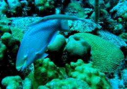 Belize protected area boosting predatory fish populations