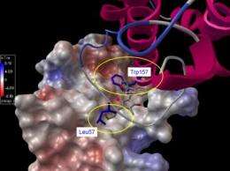 Biophysicist targeting IL-6 to halt breast, prostate cancer