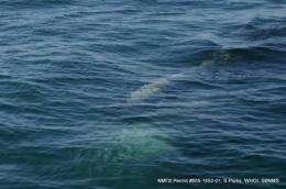Cape Cod Bay holds hidden risk for dining North Atlantic right whales