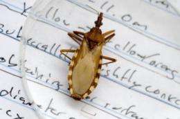 Chagas disease may be a threat in South Texas, says researcher